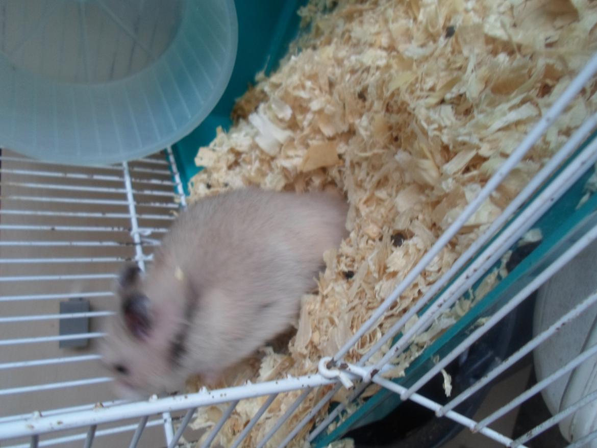 Hamster Bianca billede 10