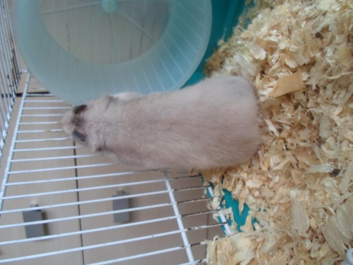 Hamster Bianca billede 11