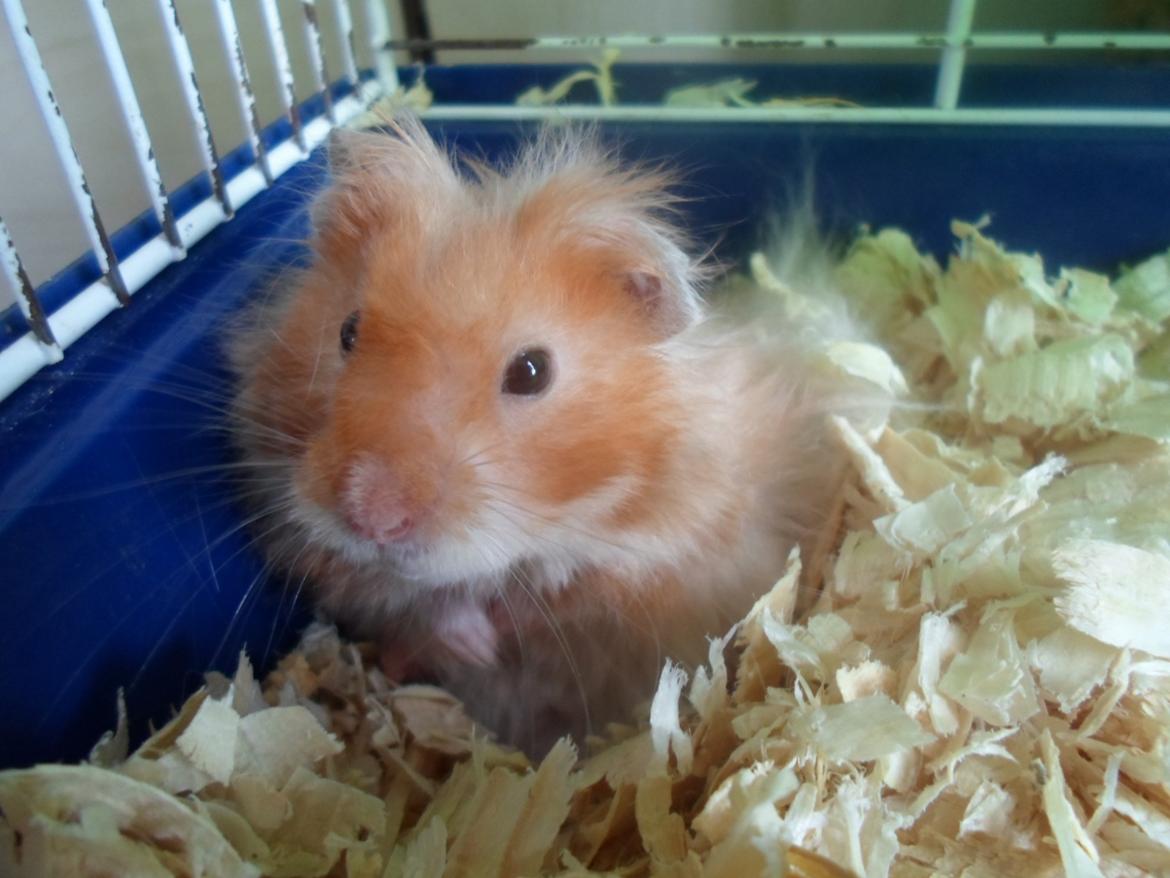 Hamster Bugsy II billede 1