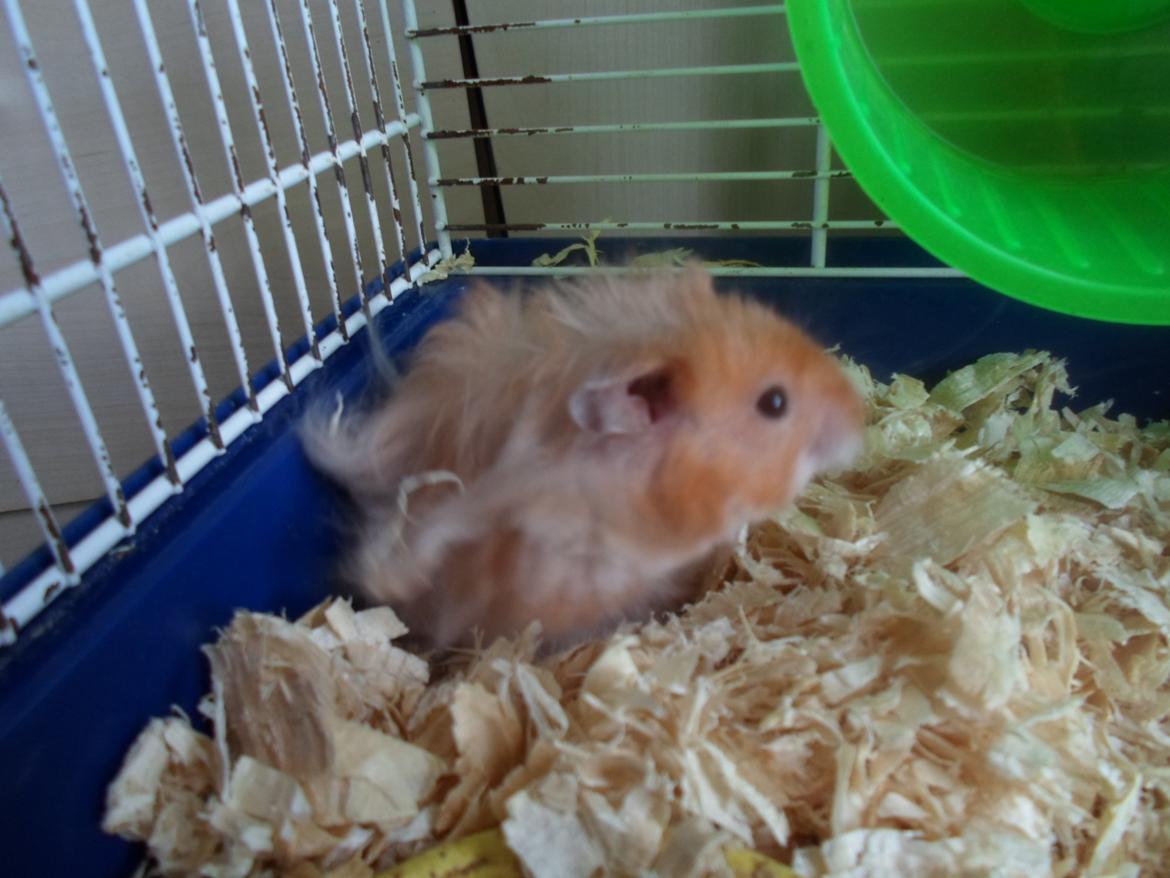 Hamster Bugsy II billede 2
