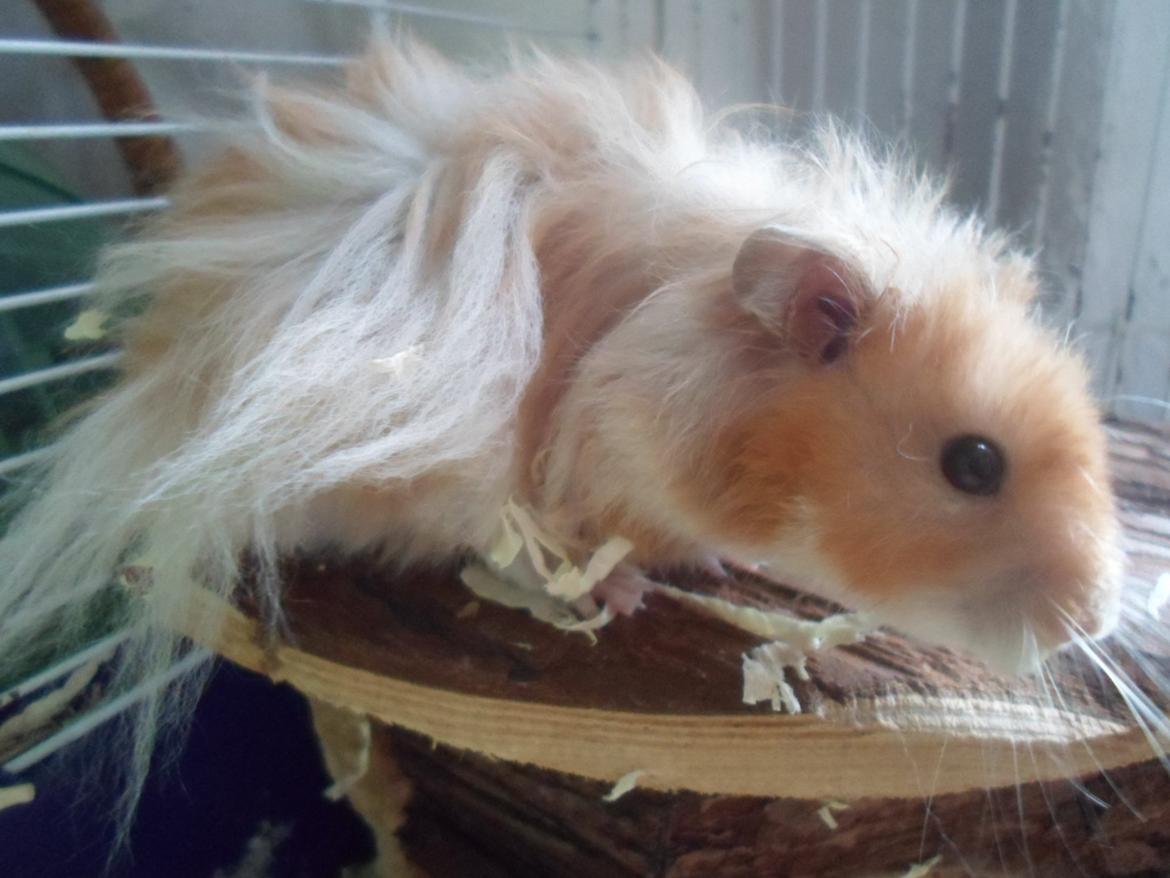 Hamster Bugsy II billede 3