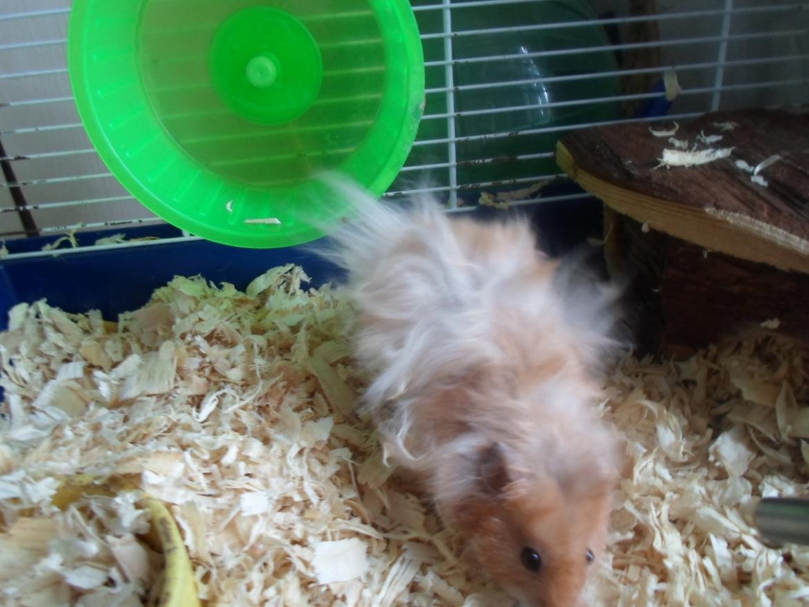 Hamster Bugsy II billede 4