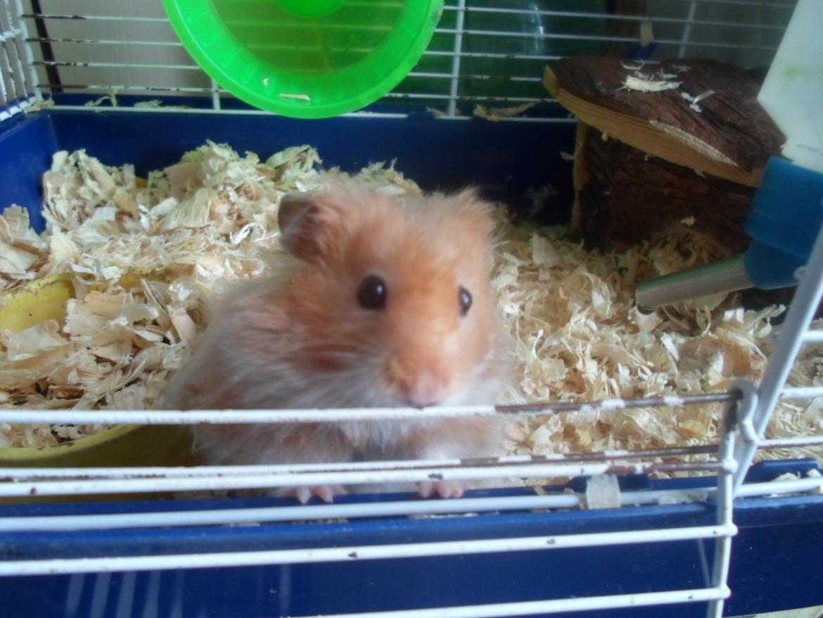 Hamster Bugsy II billede 5