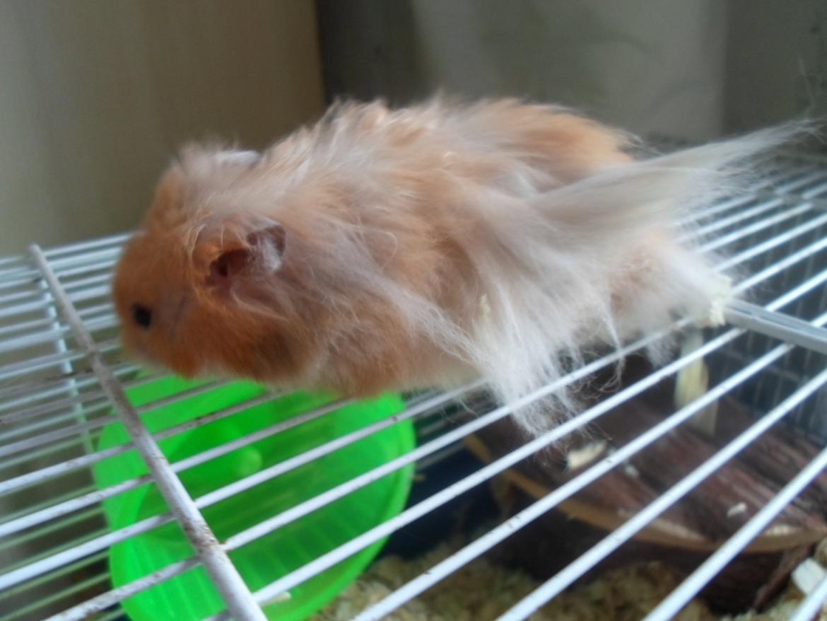 Hamster Bugsy II billede 6
