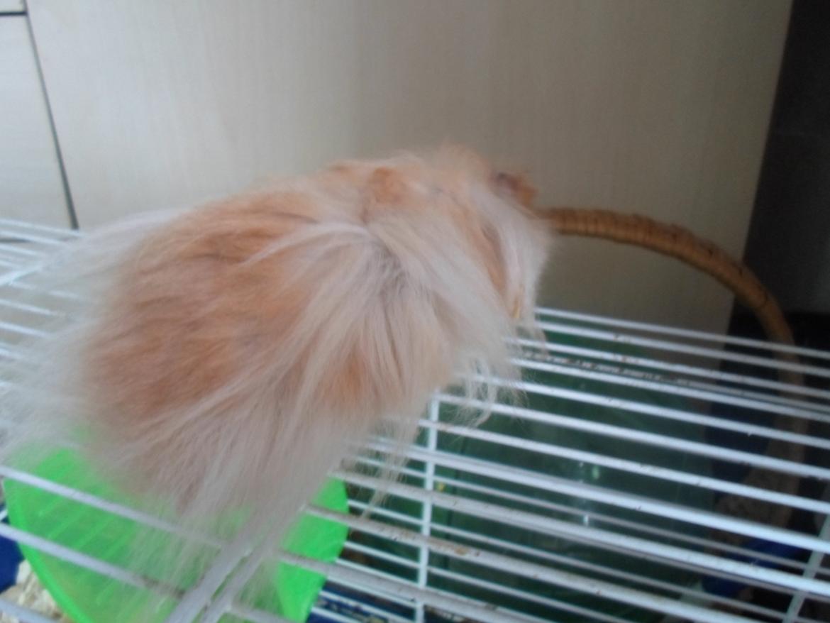 Hamster Bugsy II billede 7