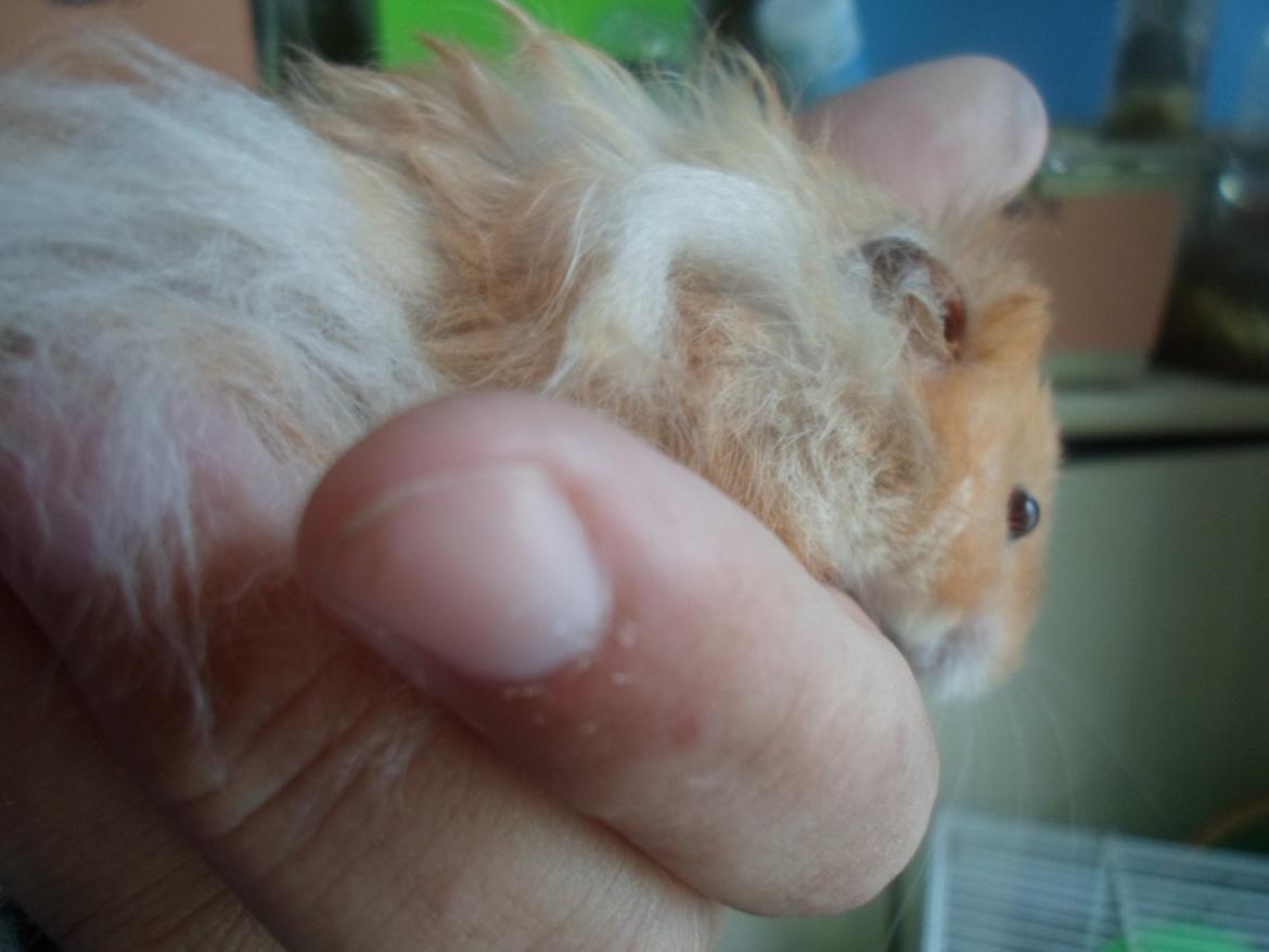 Hamster Bugsy II billede 8