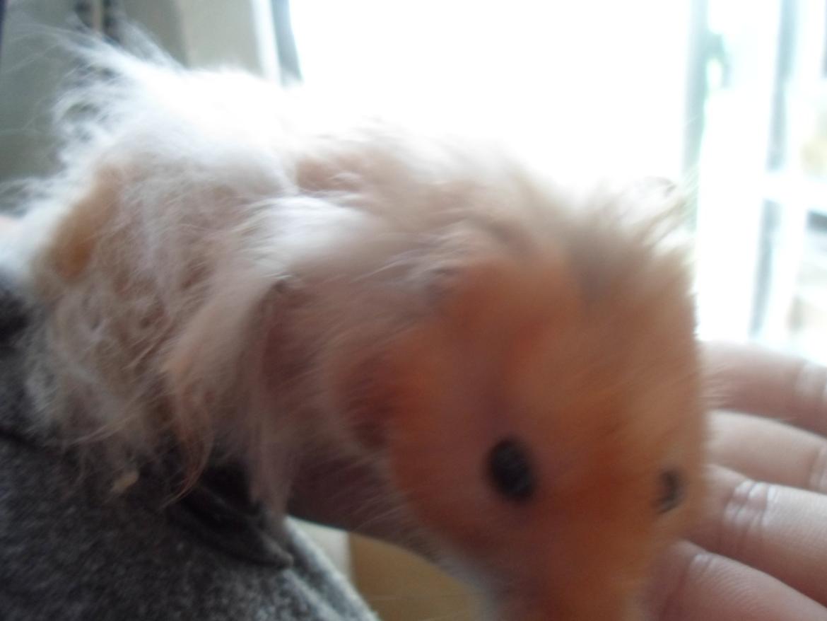 Hamster Bugsy II billede 9