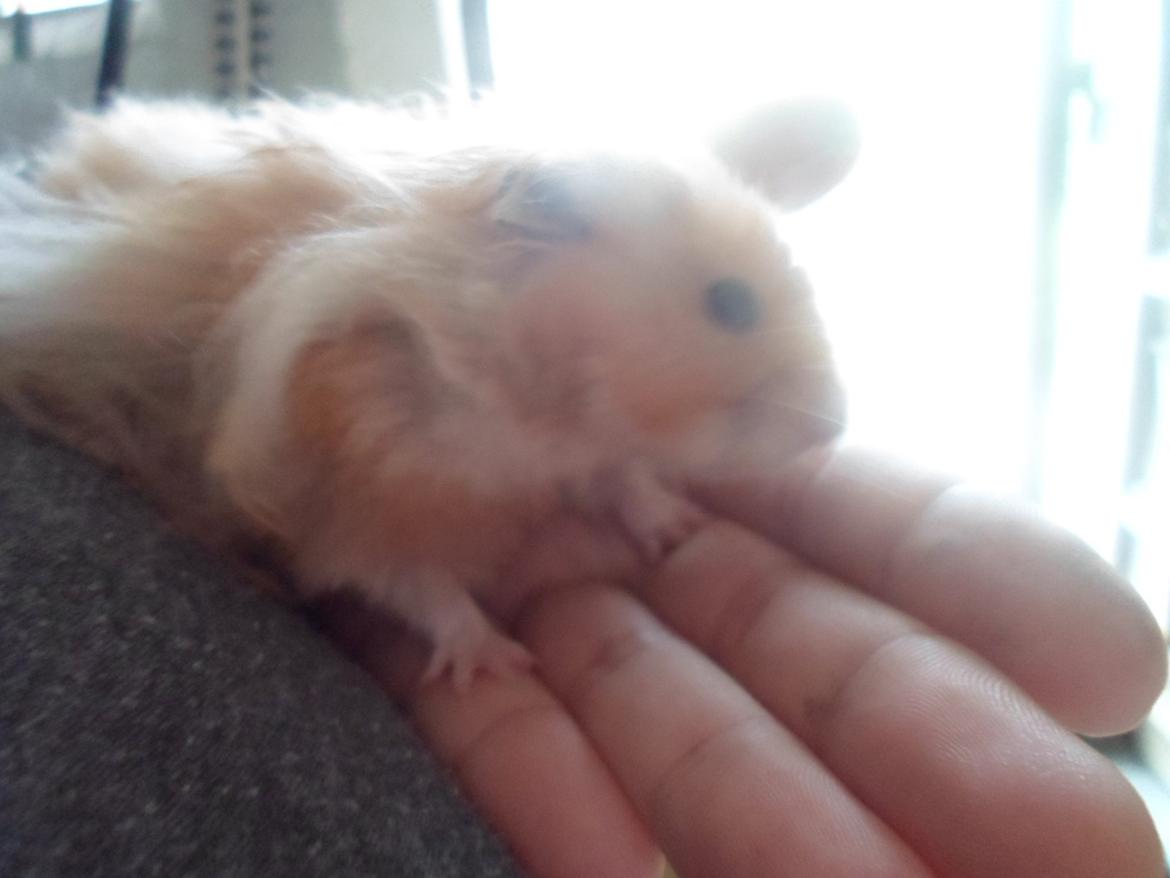 Hamster Bugsy II billede 10