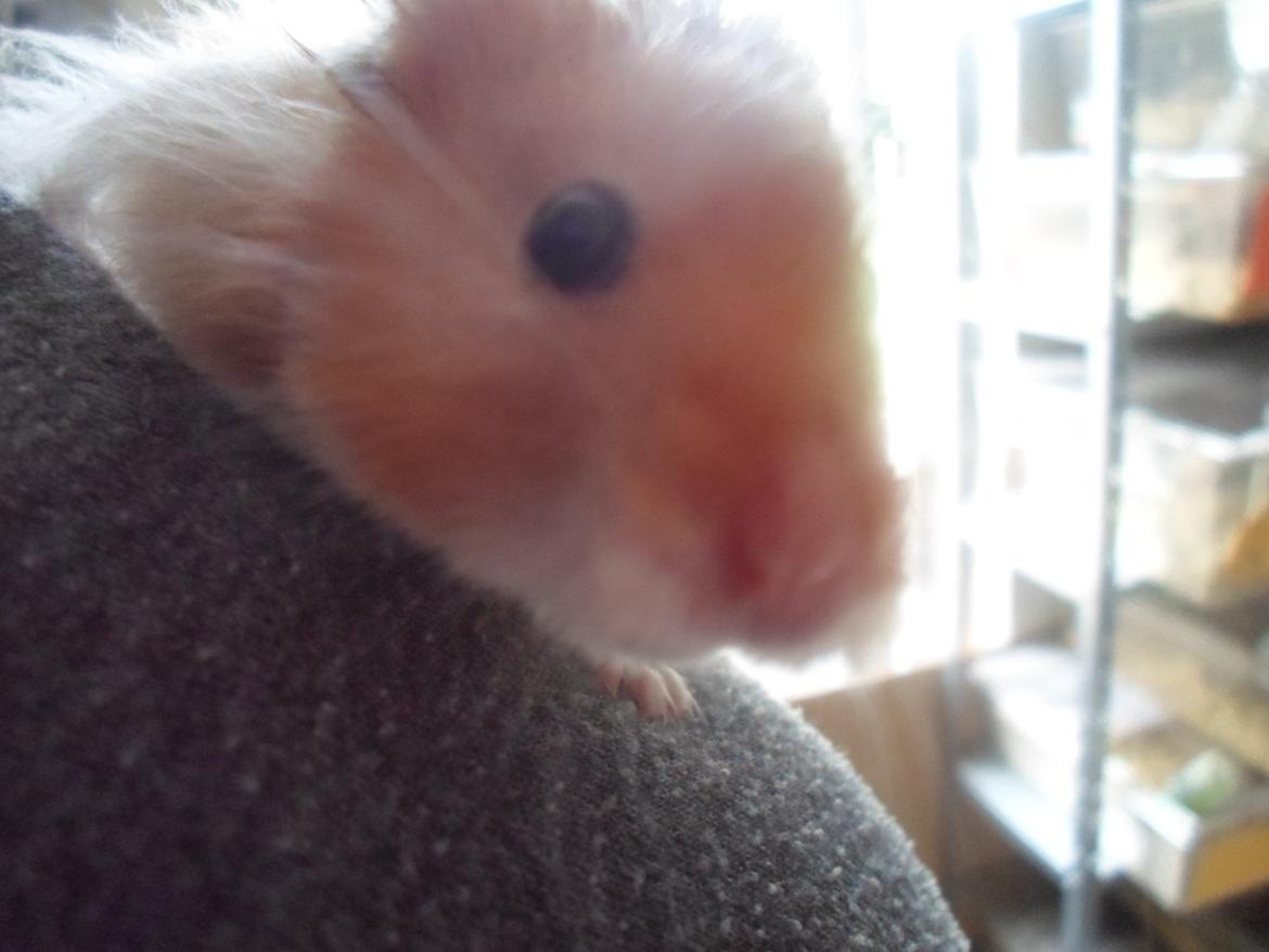 Hamster Bugsy II billede 11