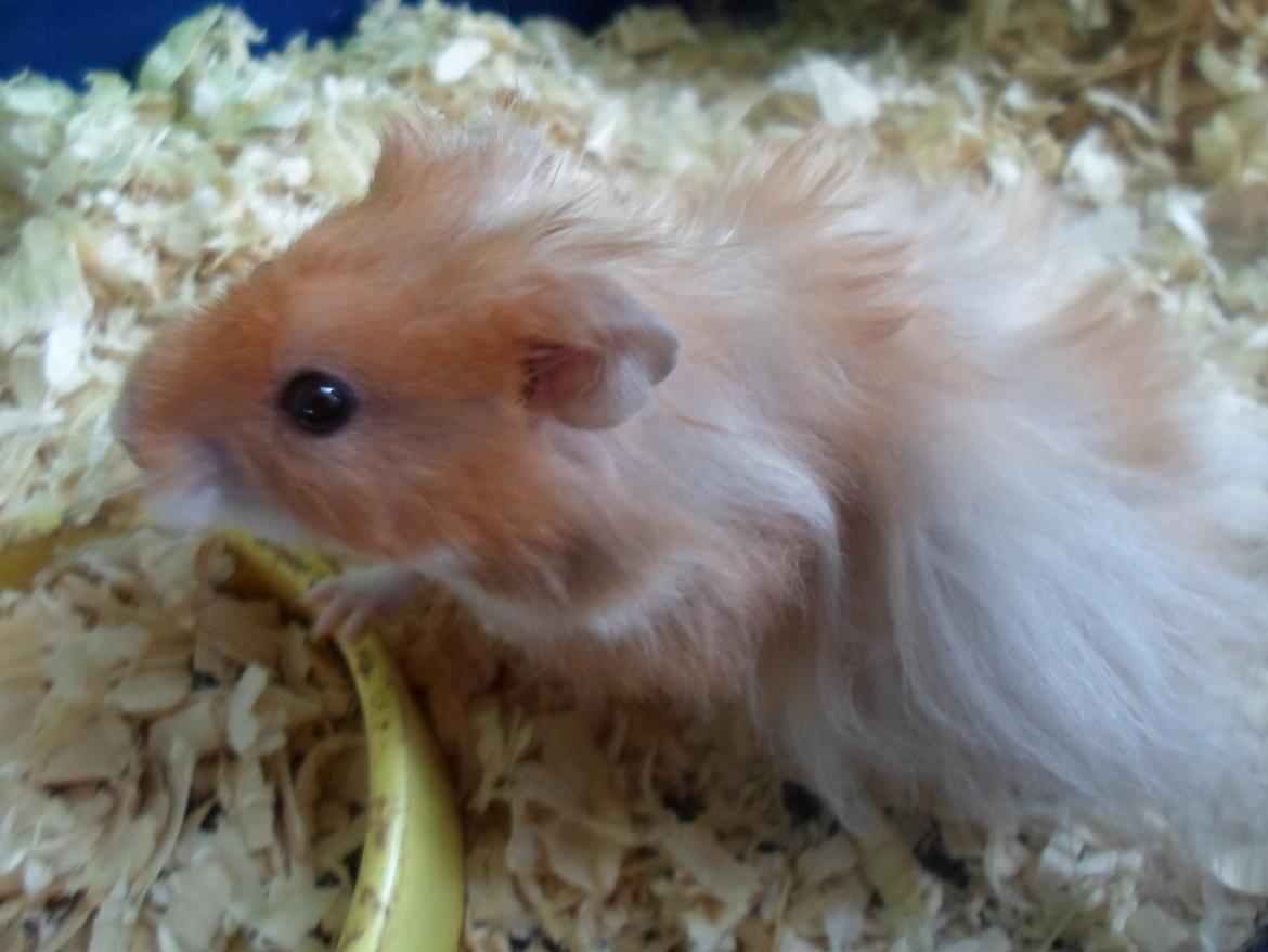 Hamster Bugsy II billede 12