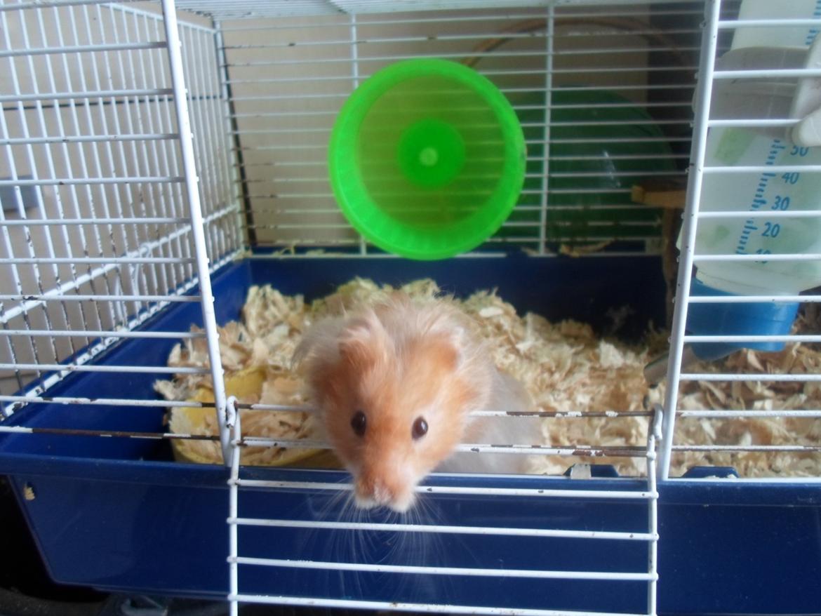 Hamster Bugsy II billede 13