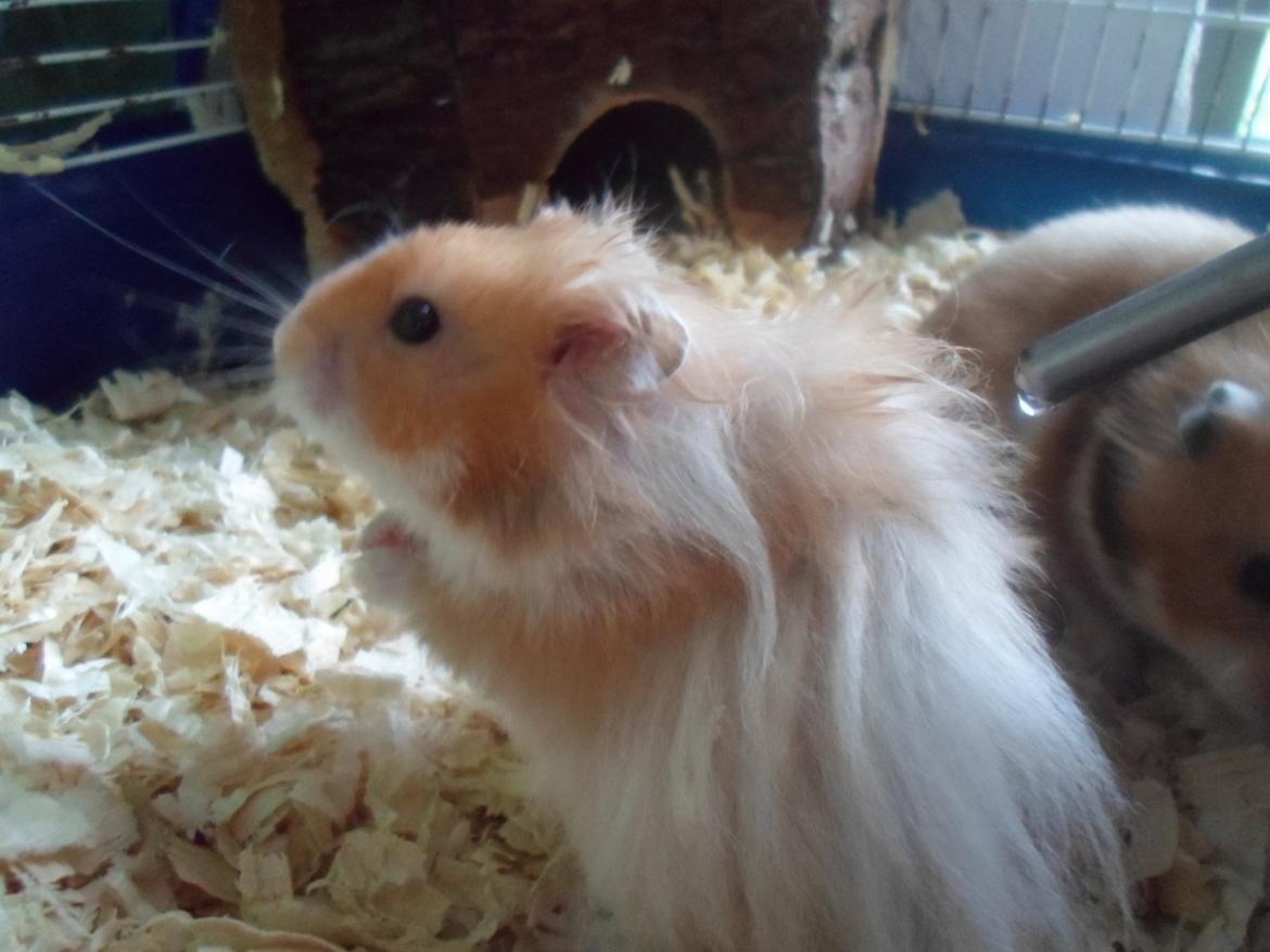 Hamster Bugsy II billede 14