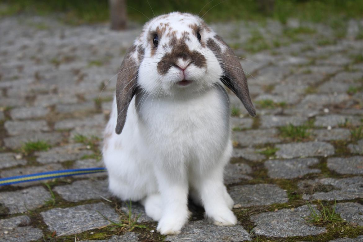 Kanin Winds Jar Jar Binks billede 3