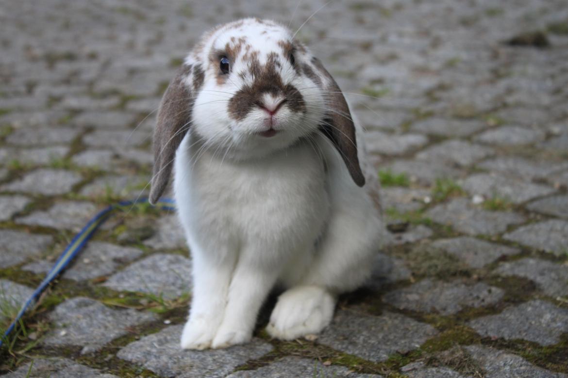 Kanin Winds Jar Jar Binks billede 2