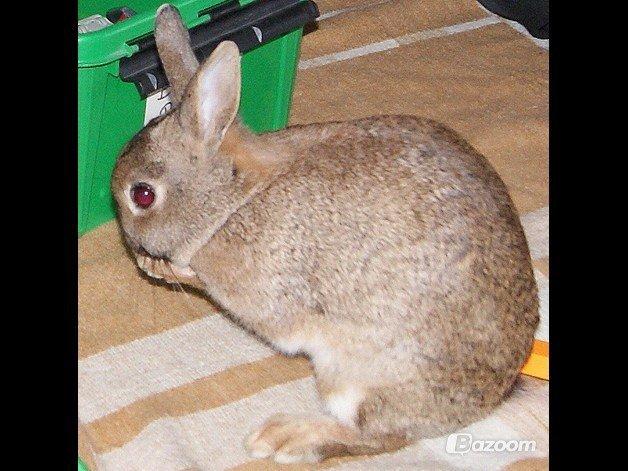 Kanin Bailey billede 1