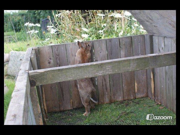 Kanin Bailey billede 3