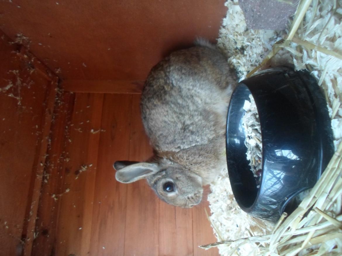 Kanin Bailey billede 6