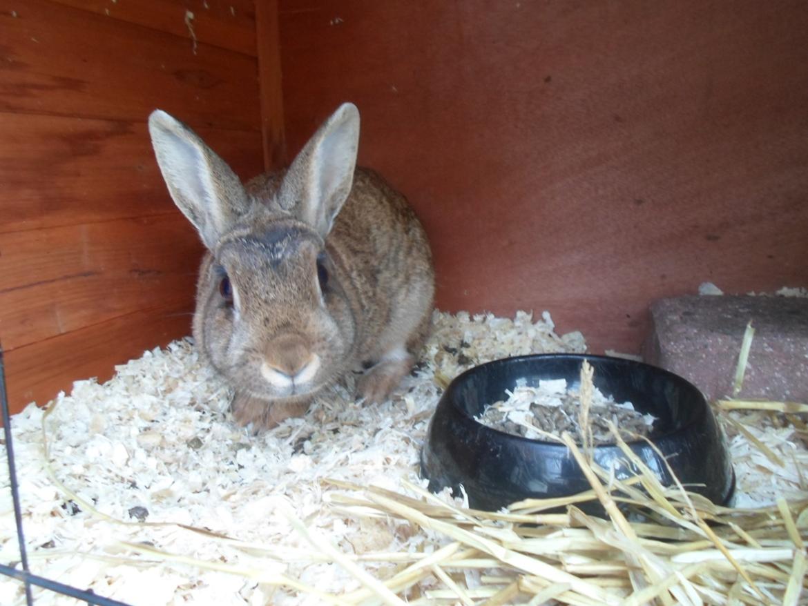 Kanin Bailey billede 7