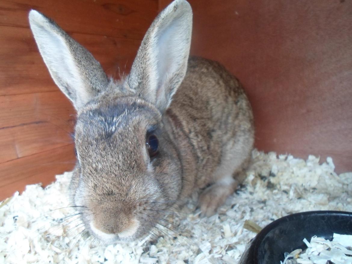 Kanin Bailey billede 8