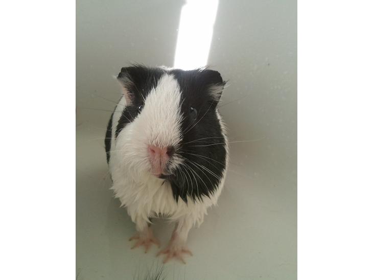 {{currentPhoto.altText}} billede {{currentPhoto.number}}