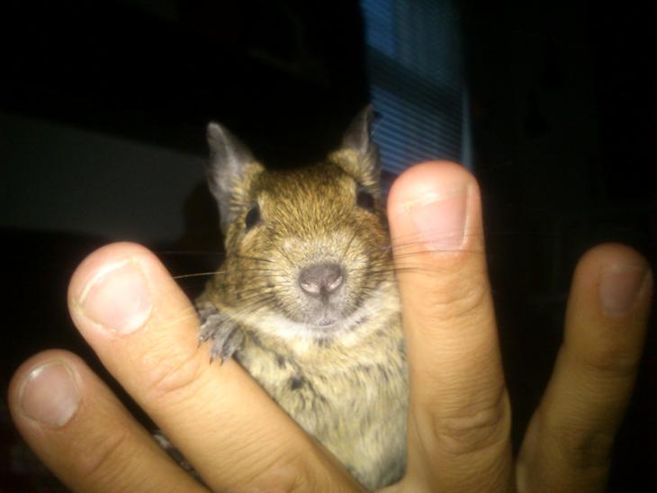 Degu erna billede 1