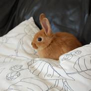 Kanin R.I.P   Hr. merlin