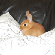 Kanin R.I.P   Hr. merlin