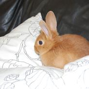 Kanin R.I.P   Hr. merlin