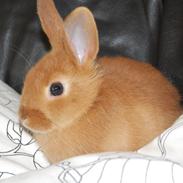 Kanin R.I.P   Hr. merlin