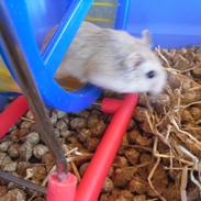 Hamster Speedy