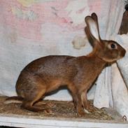 Kanin Belgisk Hare