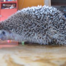 Pindsvin Sabbil's Chika