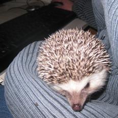 Pindsvin Sabbil's Chika