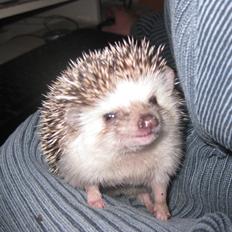 Pindsvin Sabbil's Chika