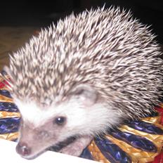 Pindsvin Sabbil's Chiko