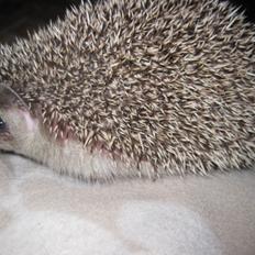 Pindsvin Sabbil's Chiko