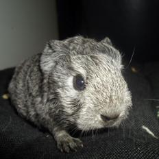 Marsvin Tantetuts Sølvstjerne