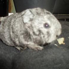 Marsvin Tantetuts Sølvstjerne