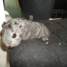 Marsvin Tantetuts Sølvstjerne