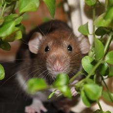 Tamrotte Dumbo Pigen