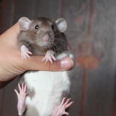 Tamrotte Dumbo Pigen