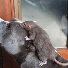 Tamrotte Dumbo Pigen