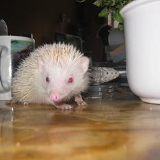 Pindsvin Sabbil's Spotty