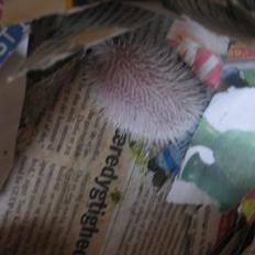 Pindsvin Sabbil's Spikey