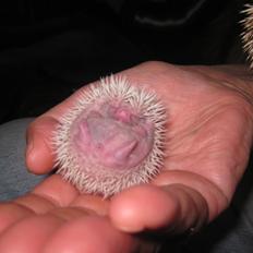 Pindsvin Sabbil's Snowwhite