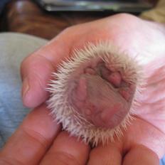 Pindsvin Sabbil's Snowwhite