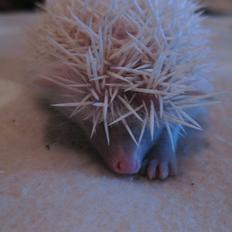 Pindsvin Sabbil's Snowflake