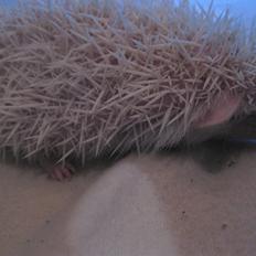 Pindsvin Sabbil's Snowflake