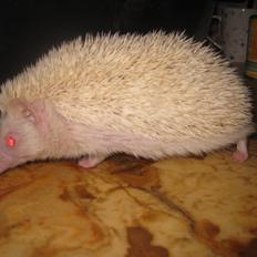 Pindsvin Sabbil's Snowflake