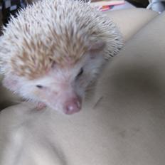 Pindsvin Juvel